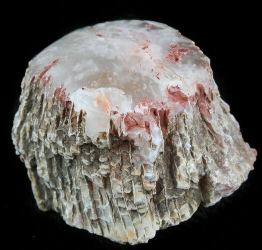Pennsylvanian Aged Red Agatized Horn Coral - Utah #46737
